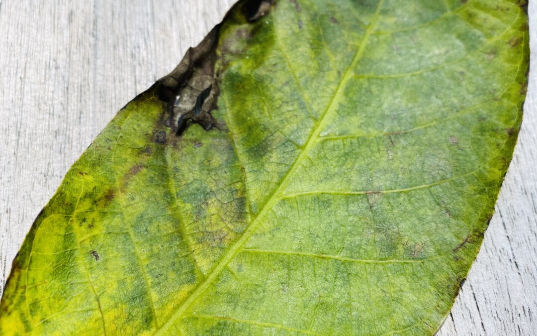 Geraakt door de schoonheid van dit groene geschenk   